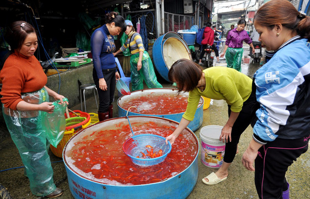 Chợ cá lớn nhất Hà Nội nhộn nhịp trước giờ Ông Công - Ông Táo chầu trời. 