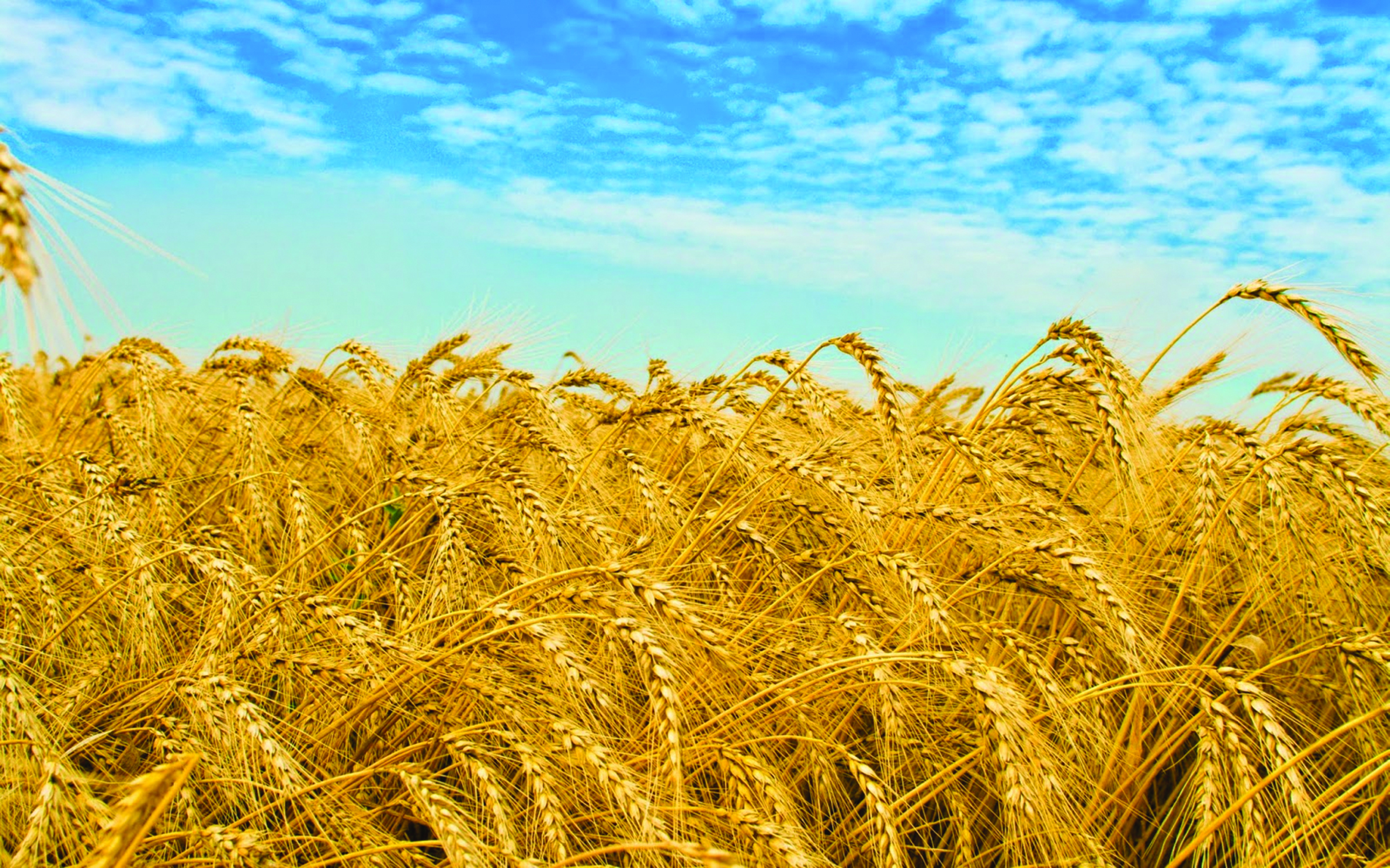 Giá hàng hóa sẽ tiếp tục tăng trong năm 2018 ?