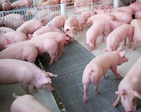 Giá heo hơi có sự biến động trong dịp tết 