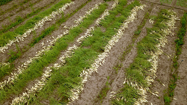 Chung tay hỗ trợ nông dân xã Tráng Việt, Mê Linh