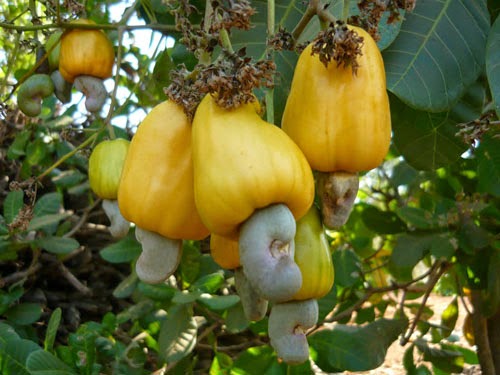 Đầu năm 2018: XK điều tăng mạnh