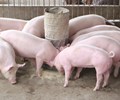 Giá heo hơi hôm nay 23/4 Duy trì ở mức ổn định 