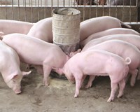 Giá heo hơi hôm nay 23/4 Duy trì ở mức ổn định 