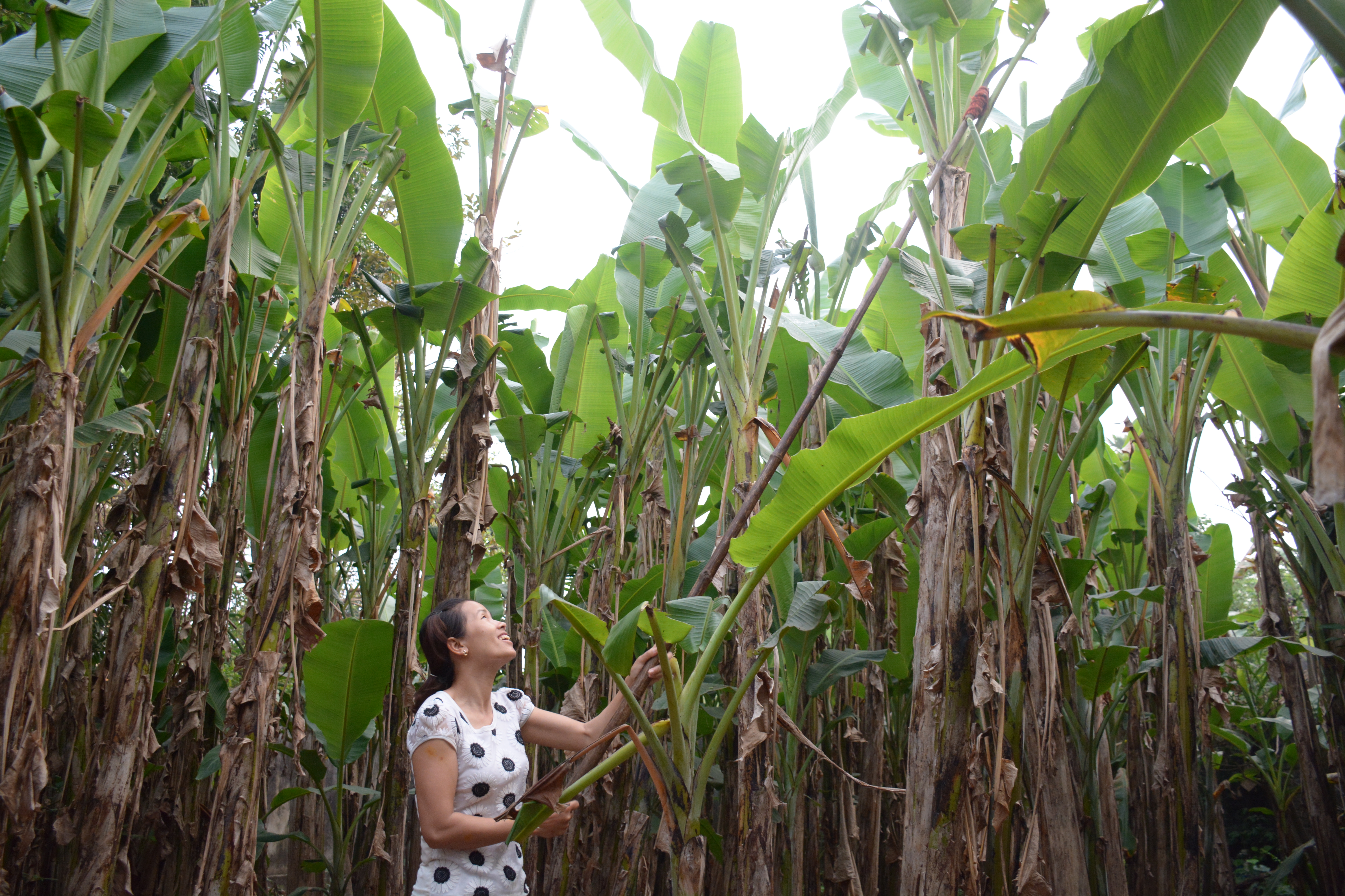 Mắt thấy tai nghe làng giò chả Ước Lễ