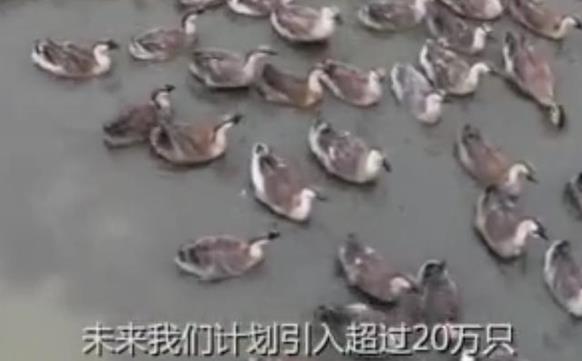 Công ty từng vượt mặt facebook tuyên bố nuôi ngỗng