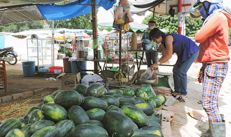 Quảng Nam: Tiếp diễn ‘điệp khúc được mùa mất giá’ đối với dưa hấu
