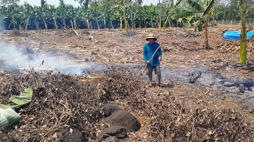 Thương lái Trung Quốc thu mua rễ tiêu một cách bất thường