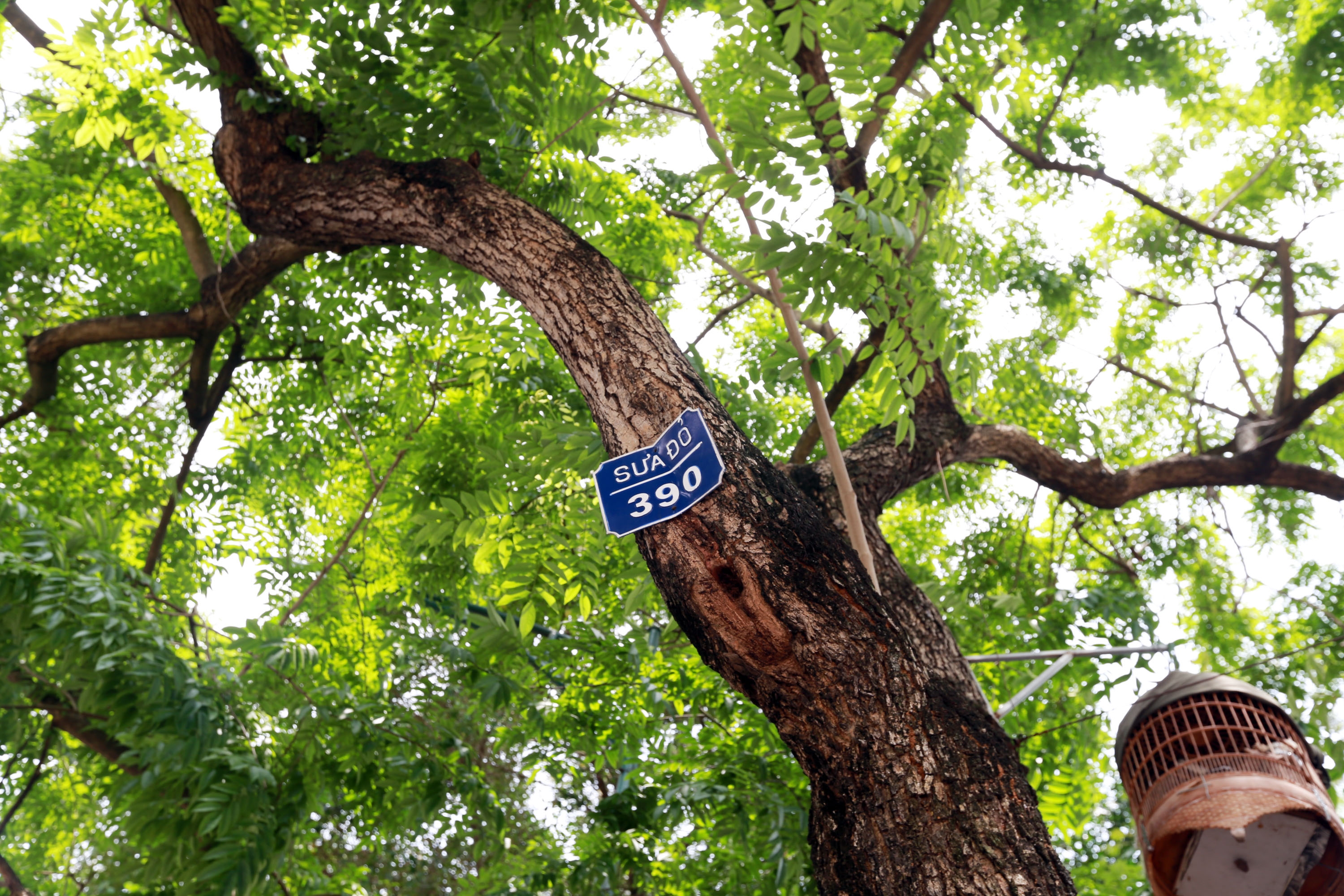 Hà Nội: Di dời, chặt hạ hàng loạt cây sưa đỏ làm tuyến Metro Nhổn - ga Hà Nội