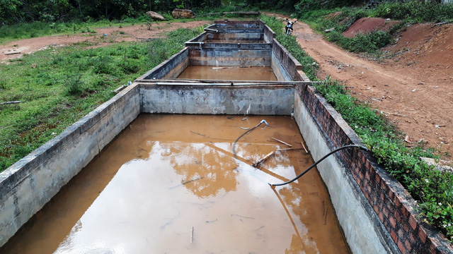 Người nuôi cá tầm khốn đốn vì cá tầm siêu rẻ Trung Quốc