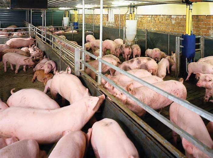 Giá thịt lợn tăng cao, hộ chăn nuôi không nên giữ lợn chờ giá tránh gặp rủi ro