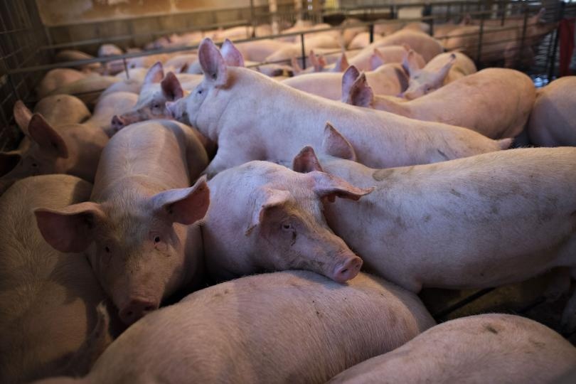 Giá heo hơi ngày 24/5  Thị trường tiếp tục tăng nhiều hơn giảm  