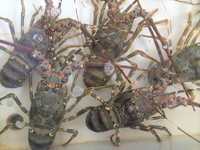 Tôm hùm baby đi máy bay về Hà Nội giá bạc triệu vẫn đắt hàng 