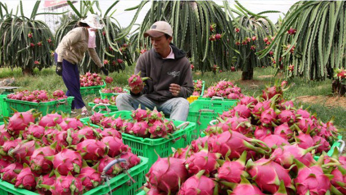 Xuất khẩu rau quả đạt gần 1,7 tỷ USD trong 5 tháng đầu năm 2018