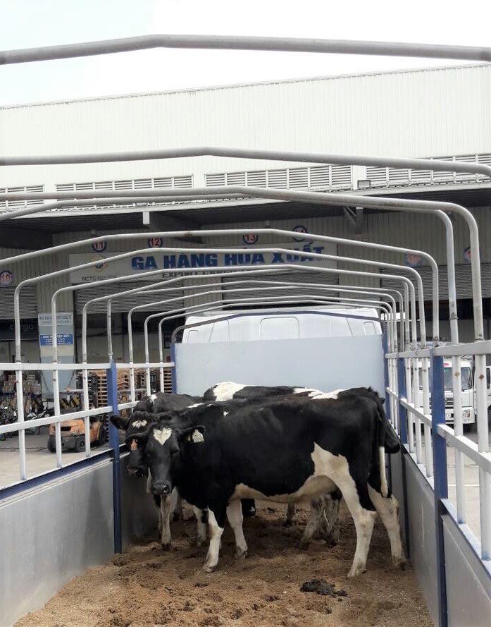  VINAMILK NHẬP LÔ BÒ A2 THUẦN CHỦNG ĐẦU TIÊN TỪ NEW ZEALAND