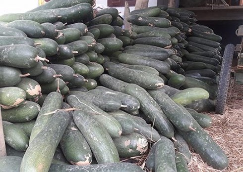 Quảng Nam: Nông dân đứng ngồi không yên chờ giải cứu bí đao