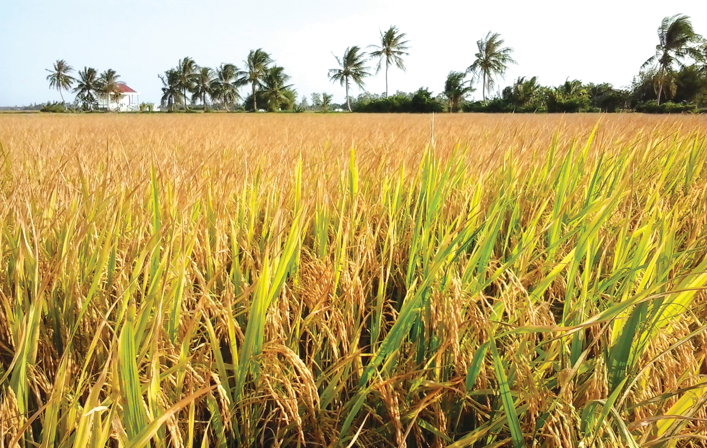 Nông sản Việt với cơ hội lớn