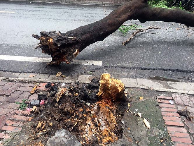 Cây phượng lớn bất ngờ gãy đổ chắn ngang đường và trúng một chiếc ô tô Mazda