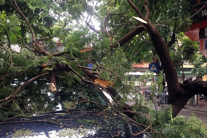 Cây phượng lớn bất ngờ gãy đổ chắn ngang đường và trúng một chiếc ô tô Mazda