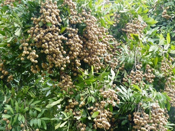 Hội nghị xúc tiến xuất khẩu nhãn Hưng Yên, Sơn La