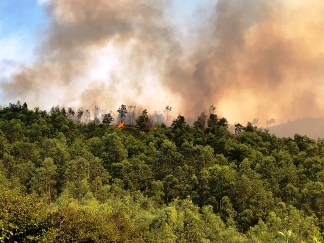 Thanh Hóa: Gần 10 hecta rừng thông bị thiêu rụi