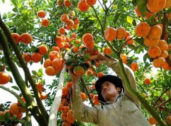 Diễn đàn Kết nối cung cầu nông sản chủ lực vùng Đồng bằng sông Cửu Long T8/2018