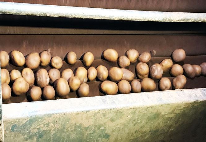 Lật tẩy công nghệ hô biến khoai tây Trung Quốc giả hàng Đà Lạt