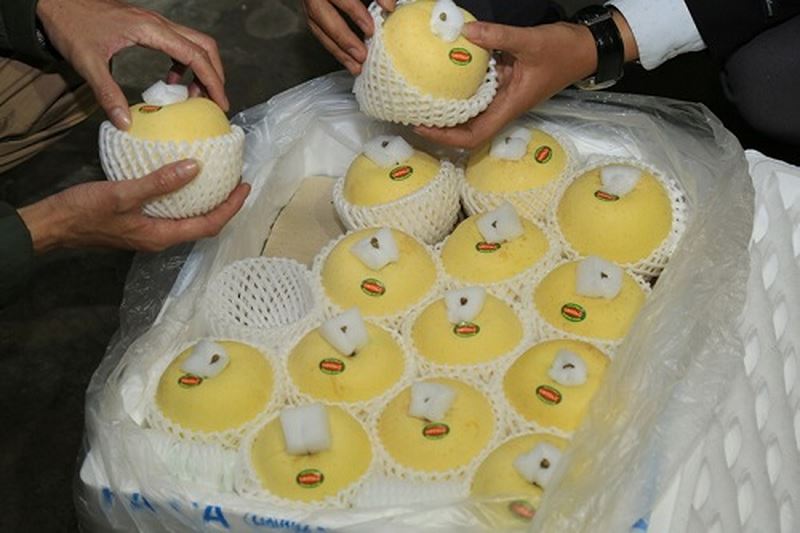 Khám phá táo tươi vùng Aomori từ Nhật Bản