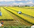 Làm gì để FDI “đổ” vào nông nghiệp nhiều hơn 