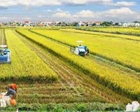 Làm gì để FDI “đổ” vào nông nghiệp nhiều hơn 