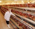 Hà Nội giá trị sản xuất nông nghiệp có nhiều chuyển biến tích cực 
