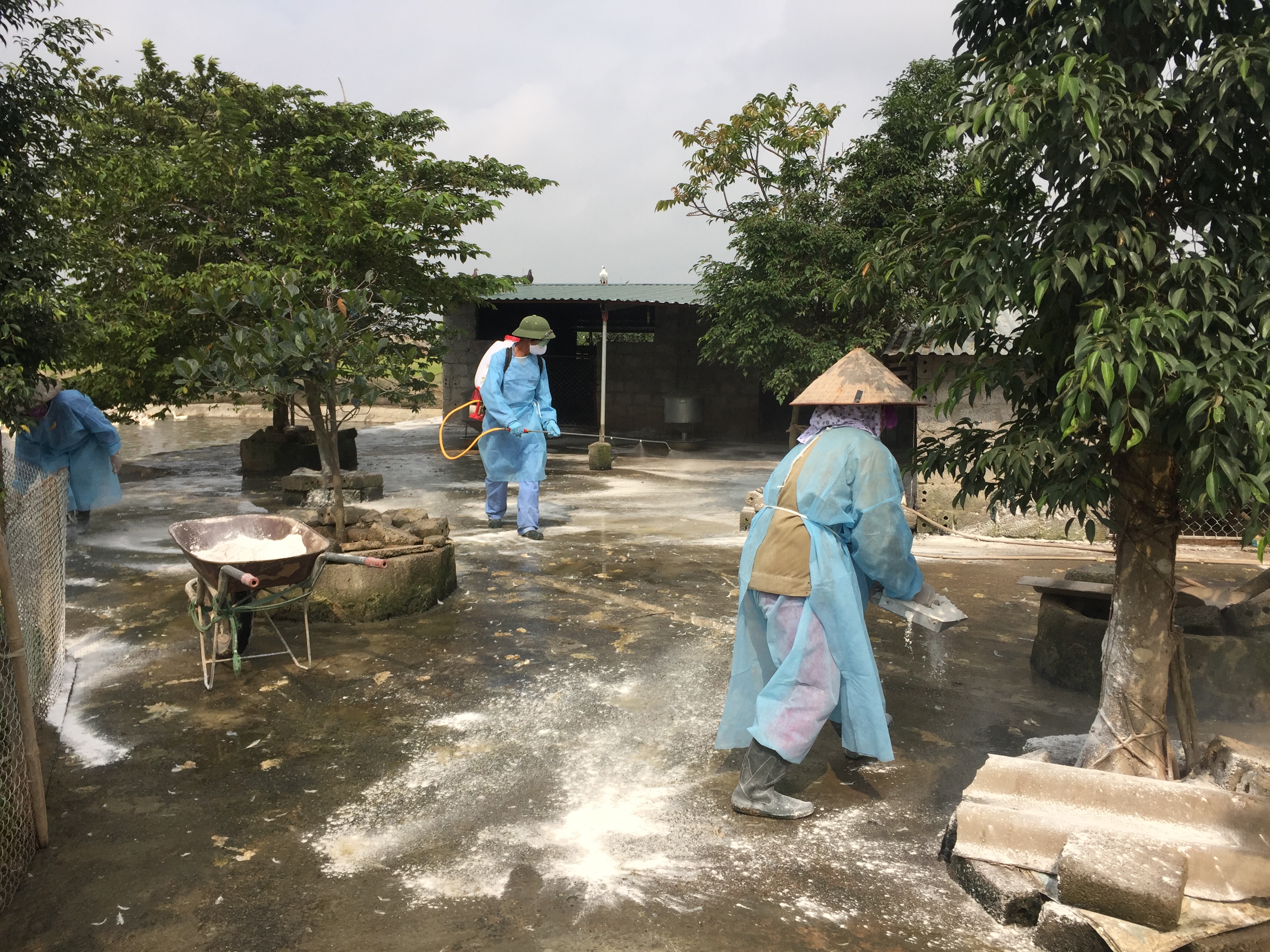 Hà Nội Chủ động phòng chống dịch bệnh gia súc gia cầm và dịch tả lợn Châu Phi 