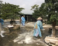 Hà Nội Chủ động phòng chống dịch bệnh gia súc gia cầm và dịch tả lợn Châu Phi 