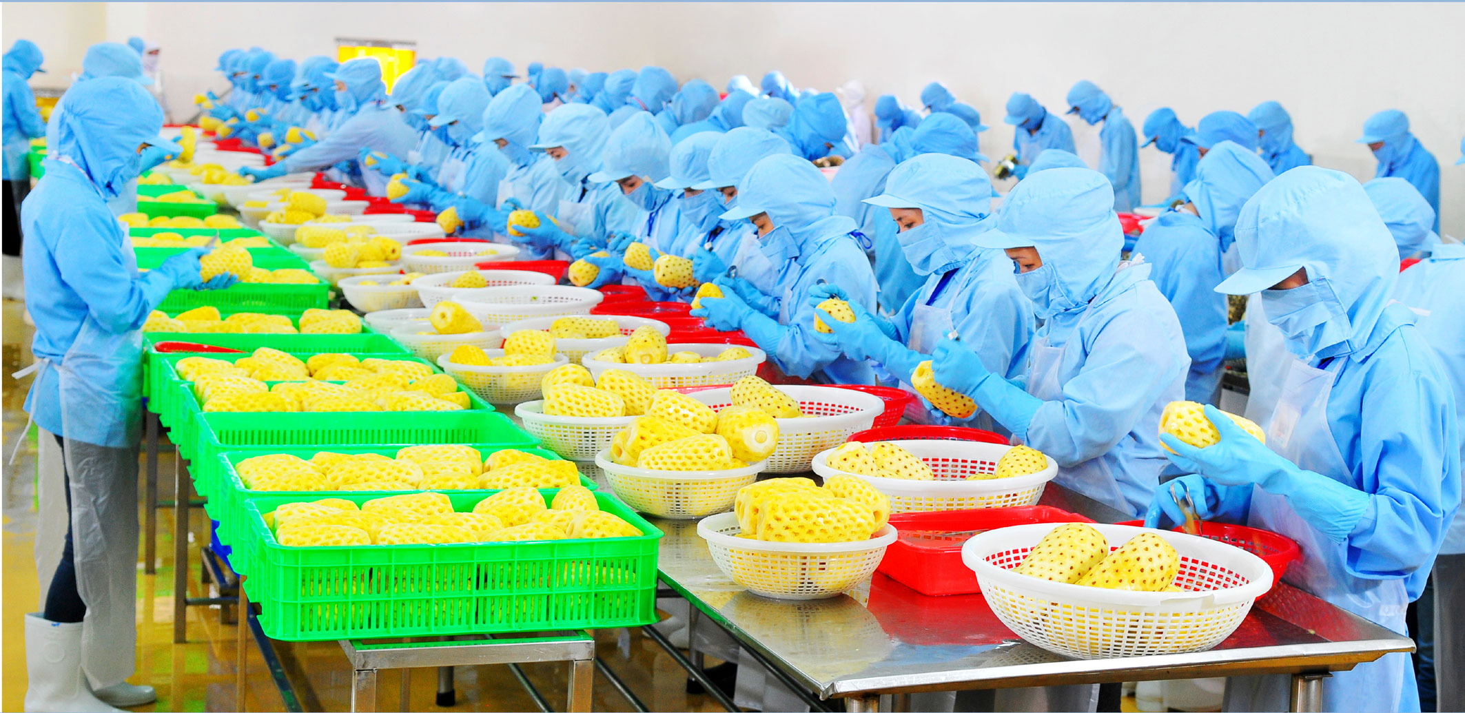 HortEx Vietnam 2019 cầu nối thương mại của doanh nghiệp 