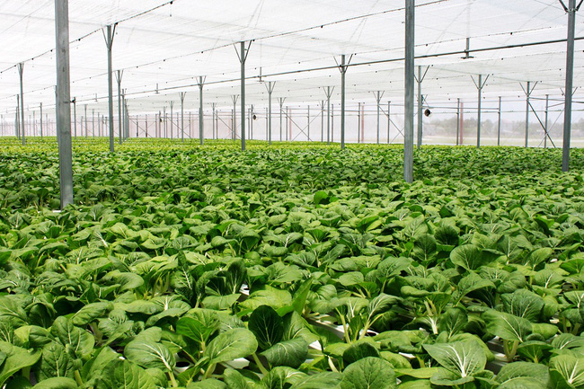 Hà Nội khuyến khích phát triển sản xuất nông nghiệp hữu cơ 