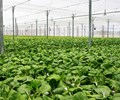 Hà Nội khuyến khích phát triển sản xuất nông nghiệp hữu cơ 