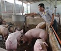 Cuối năm giá heo tăng người chăn nuôi nên mừng hay lo 