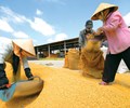 Cơ hội rộng mở hoạt động xuất khẩu gạo có nhiều thuận lợi 