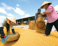 Cơ hội rộng mở hoạt động xuất khẩu gạo có nhiều thuận lợi 