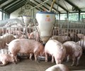 Cuối năm 2018 Dự báo giá thịt lợn tăng nhẹ 