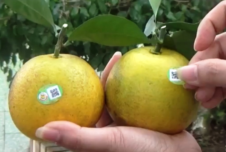 Vào vụ được mùa người dân phấn khởi do cam Con Cuông được giá 