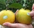 Vào vụ được mùa người dân phấn khởi do cam Con Cuông được giá 