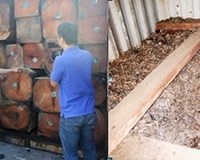Phát hiện số lượng lớn vảy tê tê ‘độn’ trong container gỗ quý 
