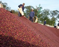 98Wn8 truy cập ngay xuất khẩu cà phê năm 2018 tăng trưởng mạnh 