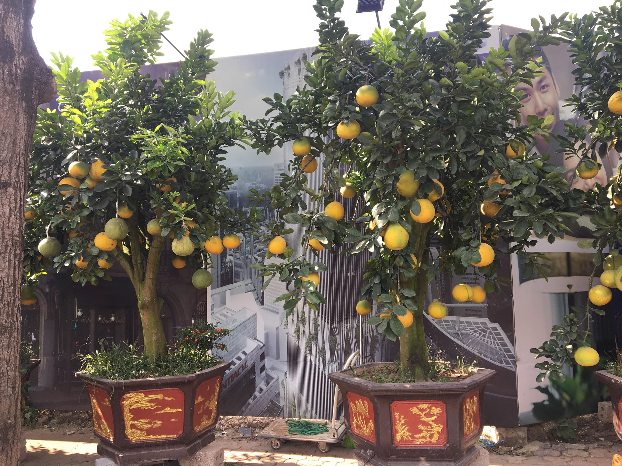 Hà Nội Cây cảnh chơi Tết độc lạ tràn ngập phố phường 