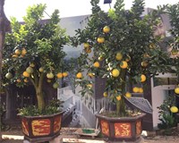Hà Nội Cây cảnh chơi Tết độc lạ tràn ngập phố phường 