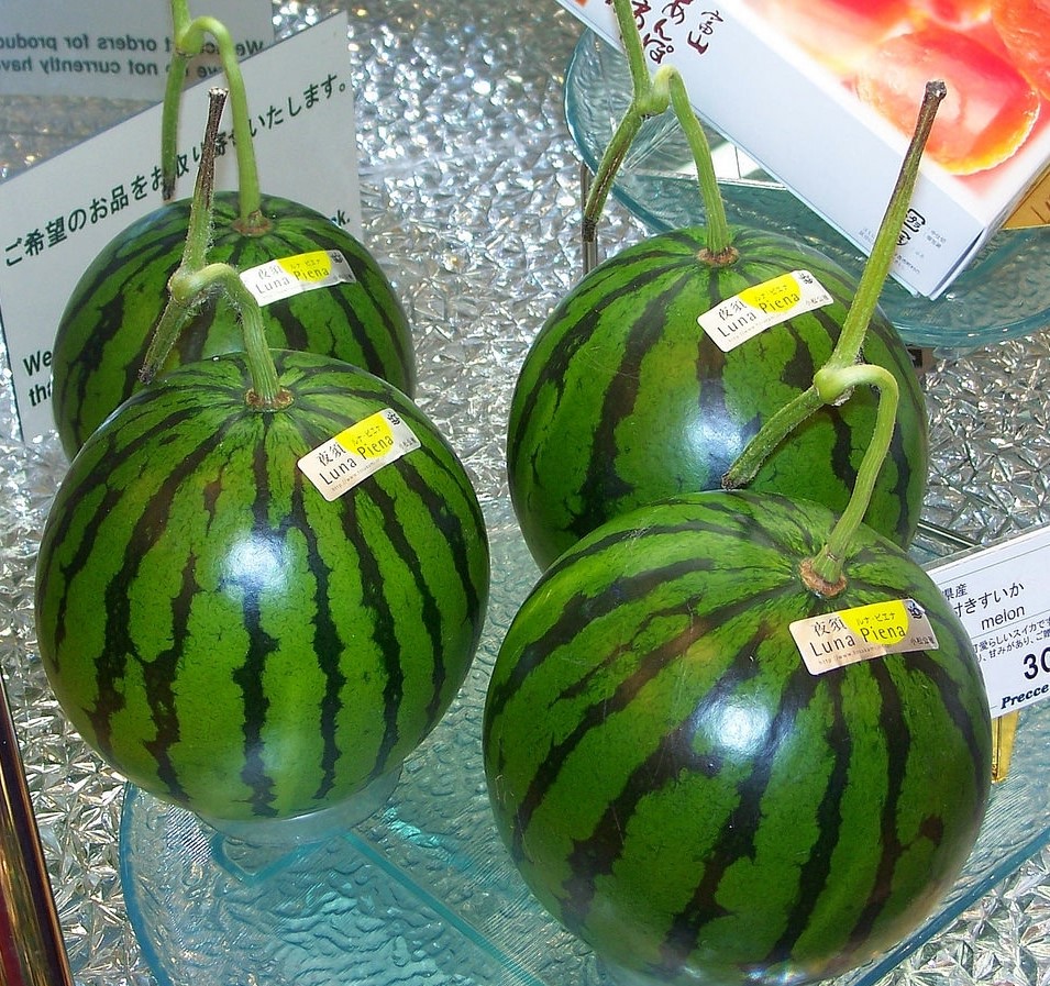 Vì sao dưa hấu vuông giá chát 4,5 triệu đồng/quả vẫn hút khách mua?