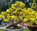 Mai vàng Sài Gòn khoe sắc đón Tết thủ đô 