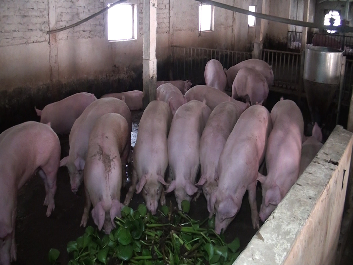 TP Hà Nội Thành lập 05 Tổ công tác liên ngành kiểm tra công tác phòng chống bệnh Dịch tả lợn Châu Phi 