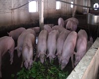 TP Hà Nội Thành lập 05 Tổ công tác liên ngành kiểm tra công tác phòng chống bệnh Dịch tả lợn Châu Phi 