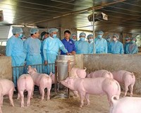 Hà Nội Quyết liệt phòng và chống bệnh Dịch tả lợn châu Phi 